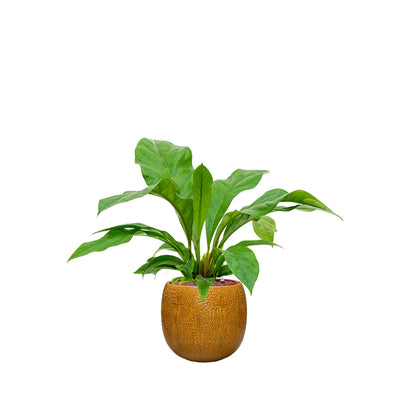 Anthurium Marly30 PLANTES ET POTS DE BUREAUX Location/Entretien (HT/mois) Orange 
