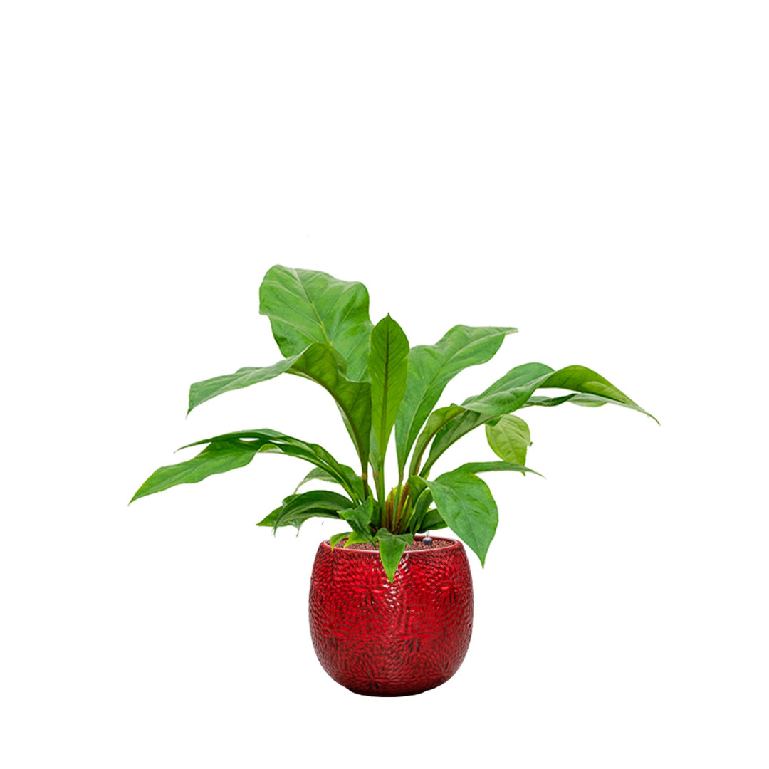 Anthurium Marly30 PLANTES ET POTS DE BUREAUX Location/Entretien (HT/mois) Rouge 