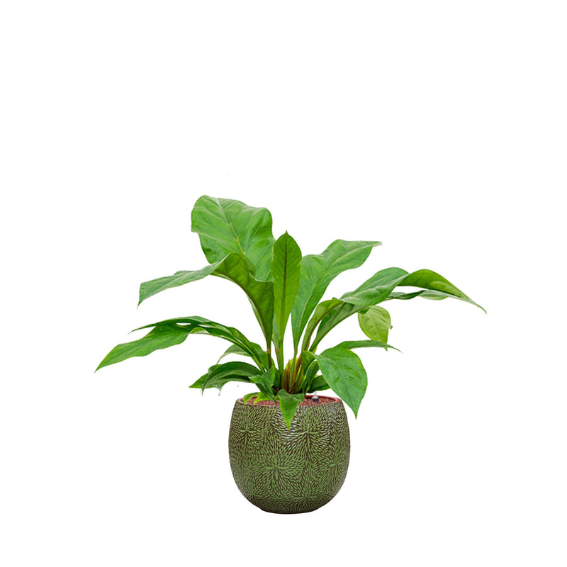 Anthurium Marly30 PLANTES ET POTS DE BUREAUX Location/Entretien (HT/mois) Vert 