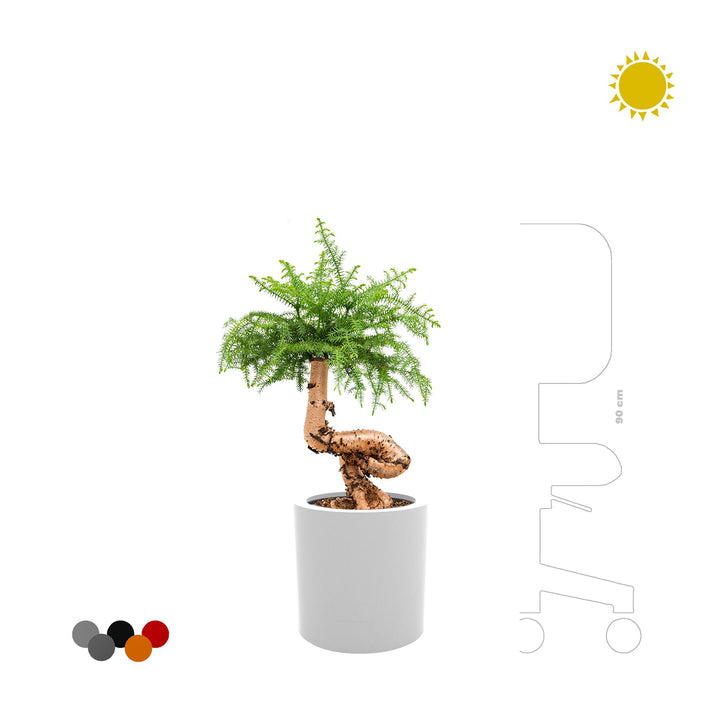 Araucaria Cilindro30 PLANTES ET POTS DE BUREAUX 