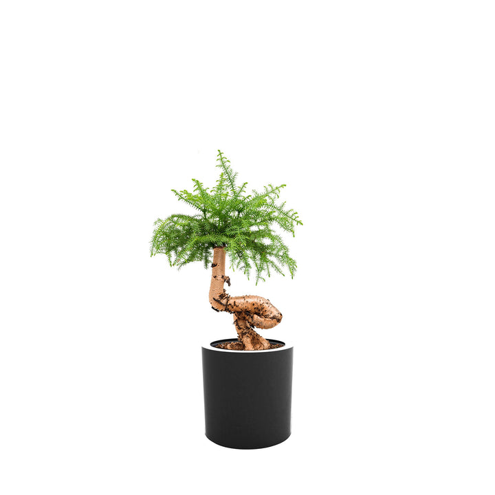 Araucaria Cilindro30 PLANTES ET POTS DE BUREAUX Location/Entretien (HT/mois) Anthracite 