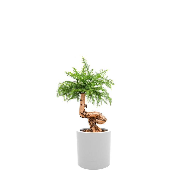 Araucaria Cilindro30 PLANTES ET POTS DE BUREAUX Location/Entretien (HT/mois) Blanc 