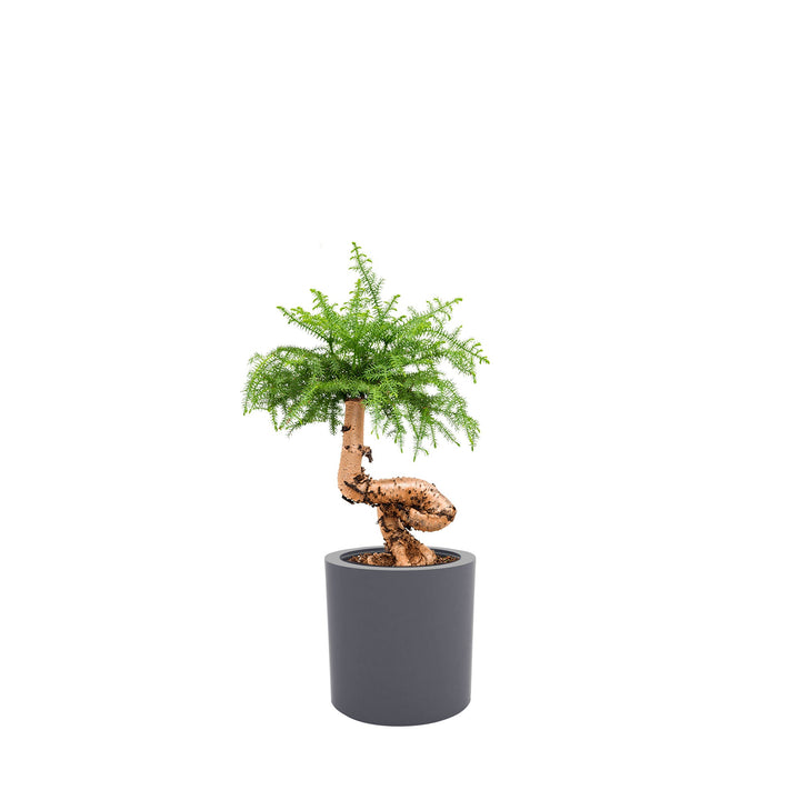 Araucaria Cilindro30 PLANTES ET POTS DE BUREAUX Location/Entretien (HT/mois) Gris 