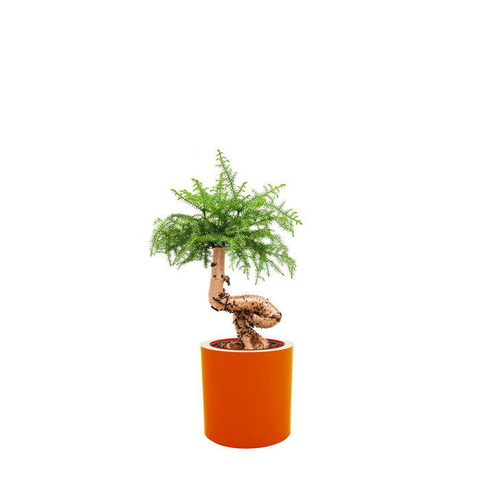Araucaria Cilindro30 PLANTES ET POTS DE BUREAUX Location/Entretien (HT/mois) Orange 