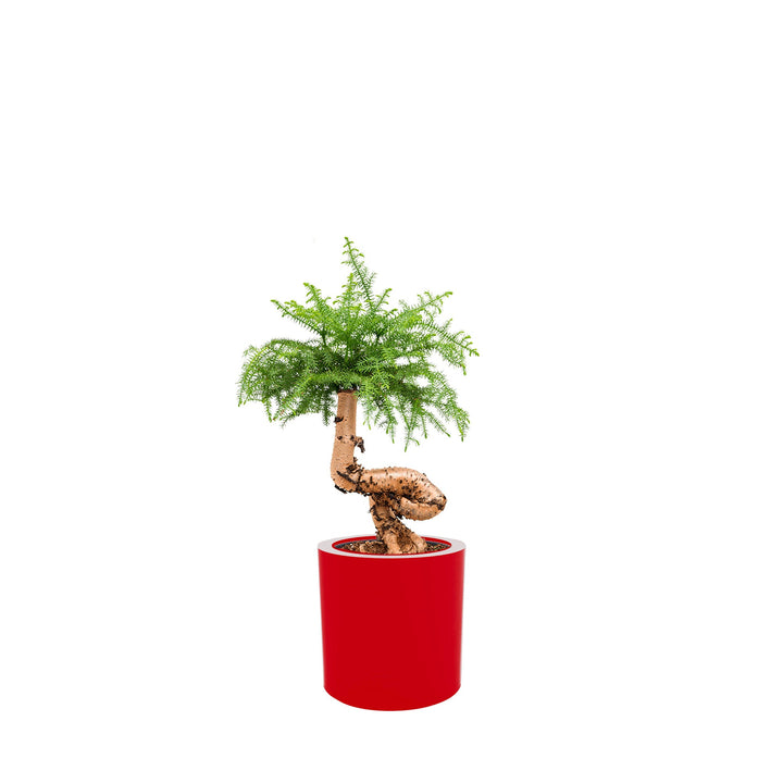 Araucaria Cilindro30 PLANTES ET POTS DE BUREAUX Location/Entretien (HT/mois) Rouge 