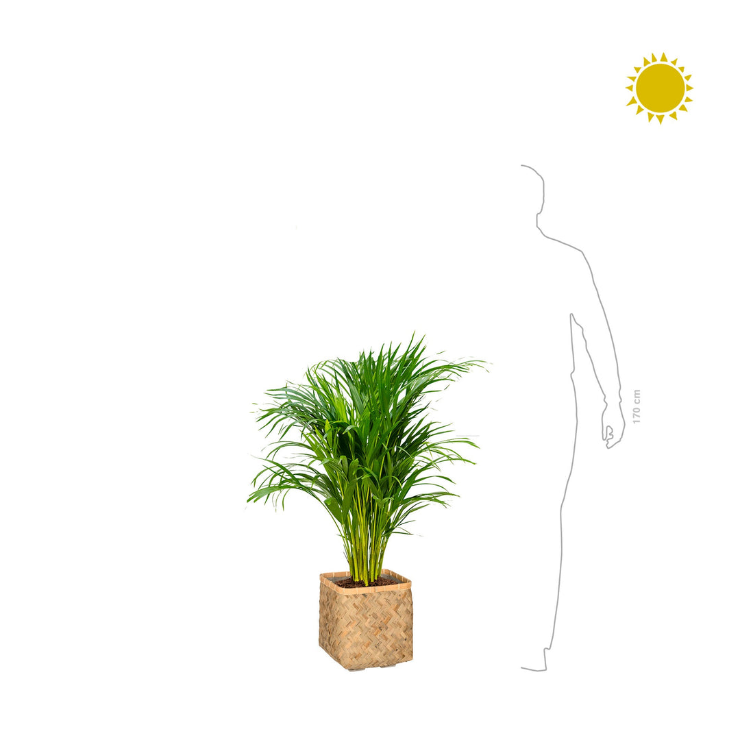 Areca Bohemian Bamboo PLANTES ET POTS DE BUREAUX 