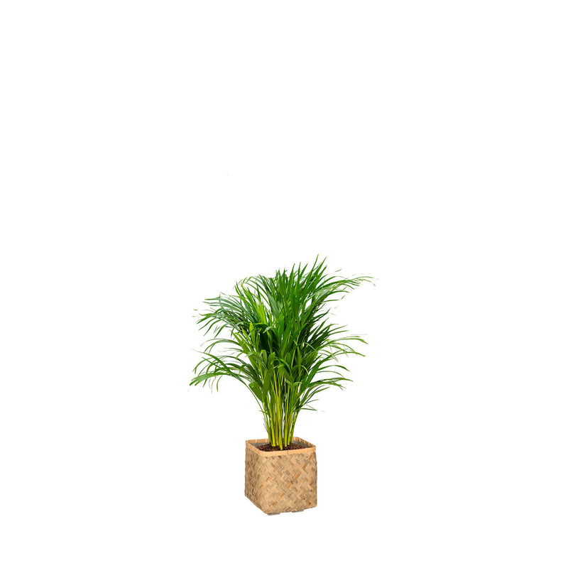 Areca Bohemian Bamboo PLANTES ET POTS DE BUREAUX Location/Entretien (HT/mois) Naturel 