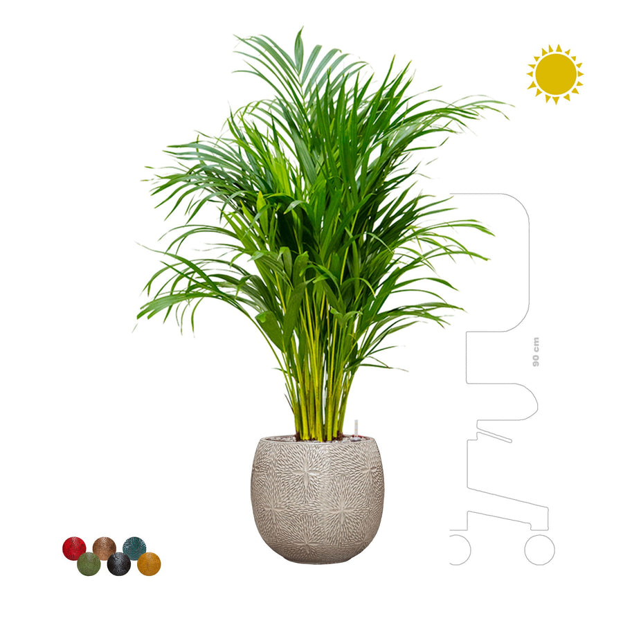 Areca Marly30 PLANTES ET POTS DE BUREAUX 