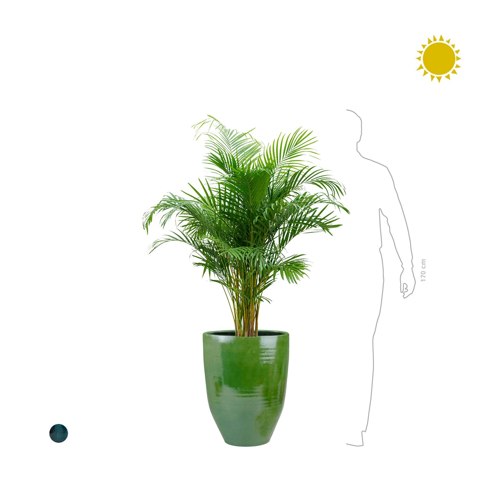 Areca One&Only PLANTES ET POTS DE BUREAUX 