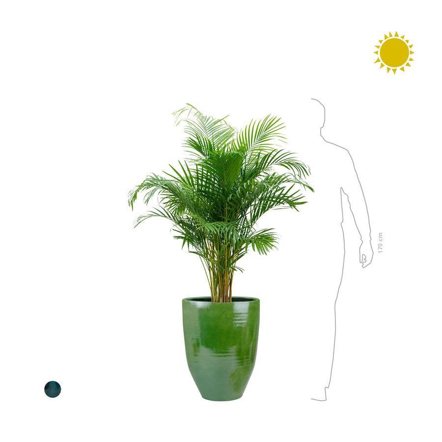 Areca One&Only PLANTES ET POTS DE BUREAUX 