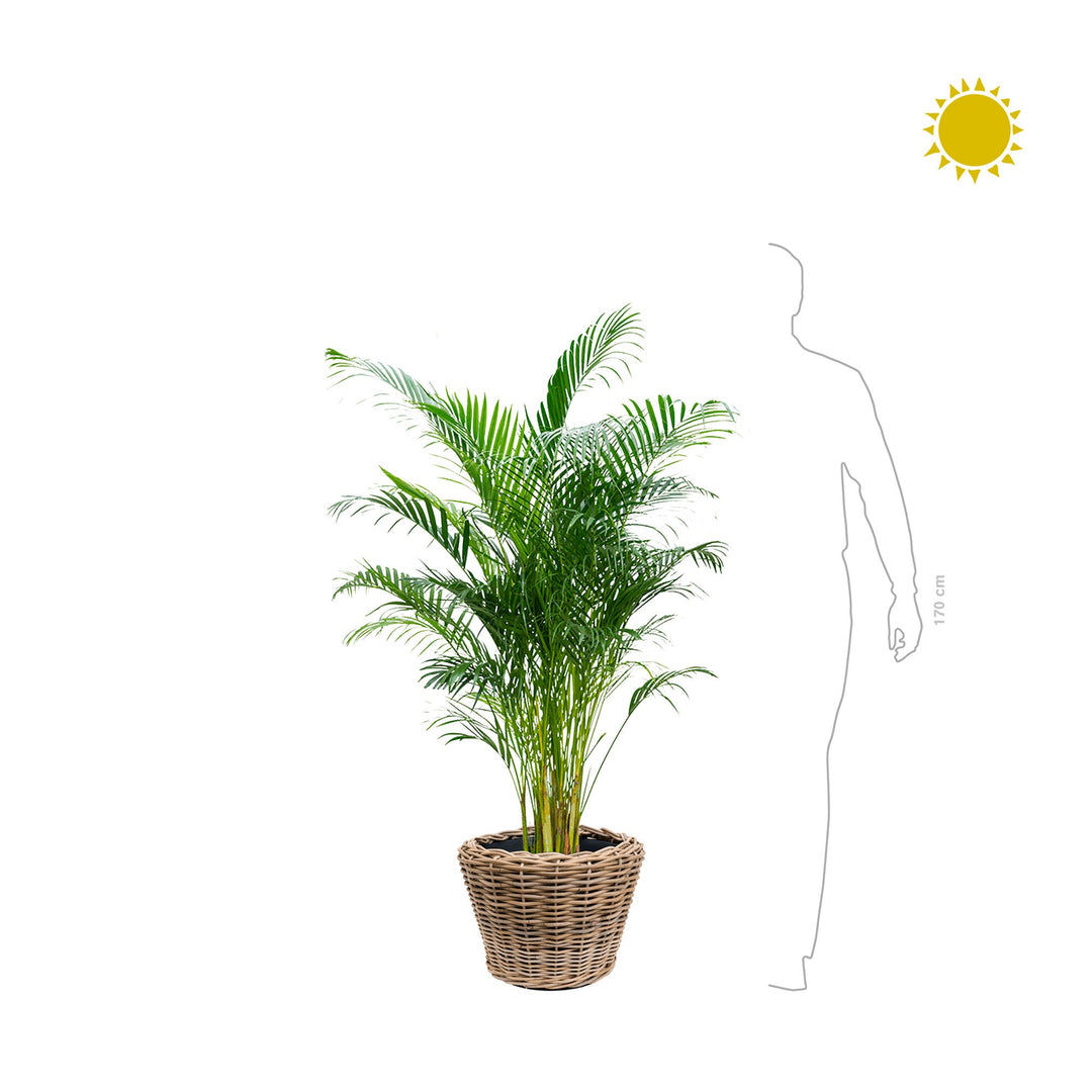 Areca Osier33 PLANTES ET POTS DE BUREAUX 