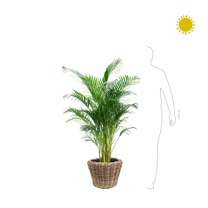 Areca Osier33 PLANTES ET POTS DE BUREAUX 