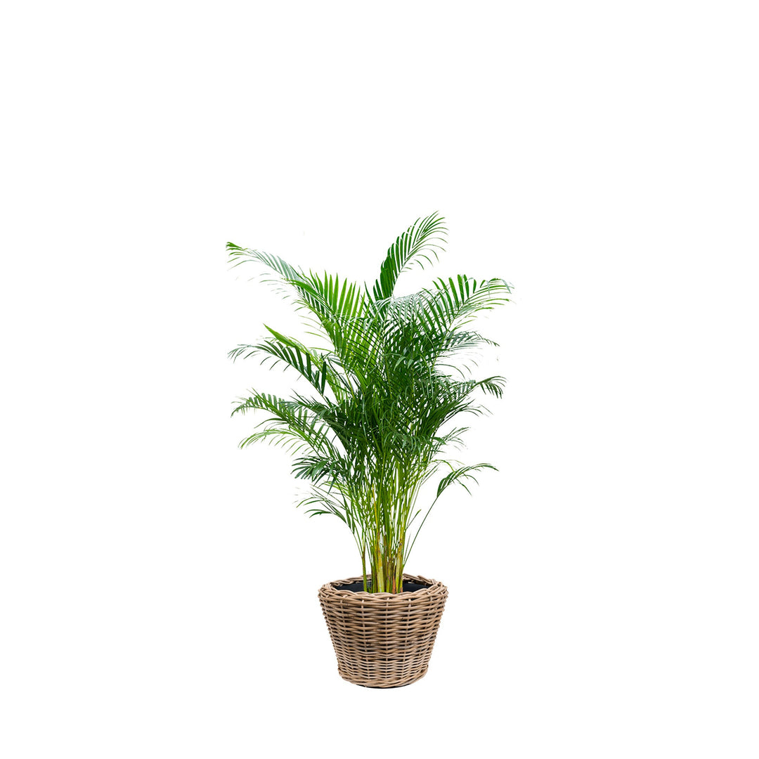 Areca Osier33 PLANTES ET POTS DE BUREAUX Location/Entretien (HT/mois) Naturel 