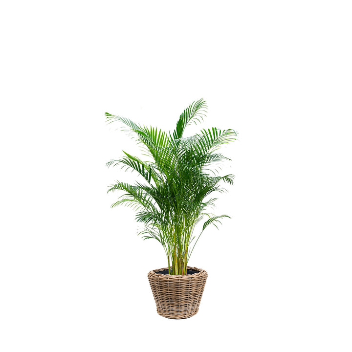 Areca Osier33 PLANTES ET POTS DE BUREAUX Location/Entretien (HT/mois) Naturel 