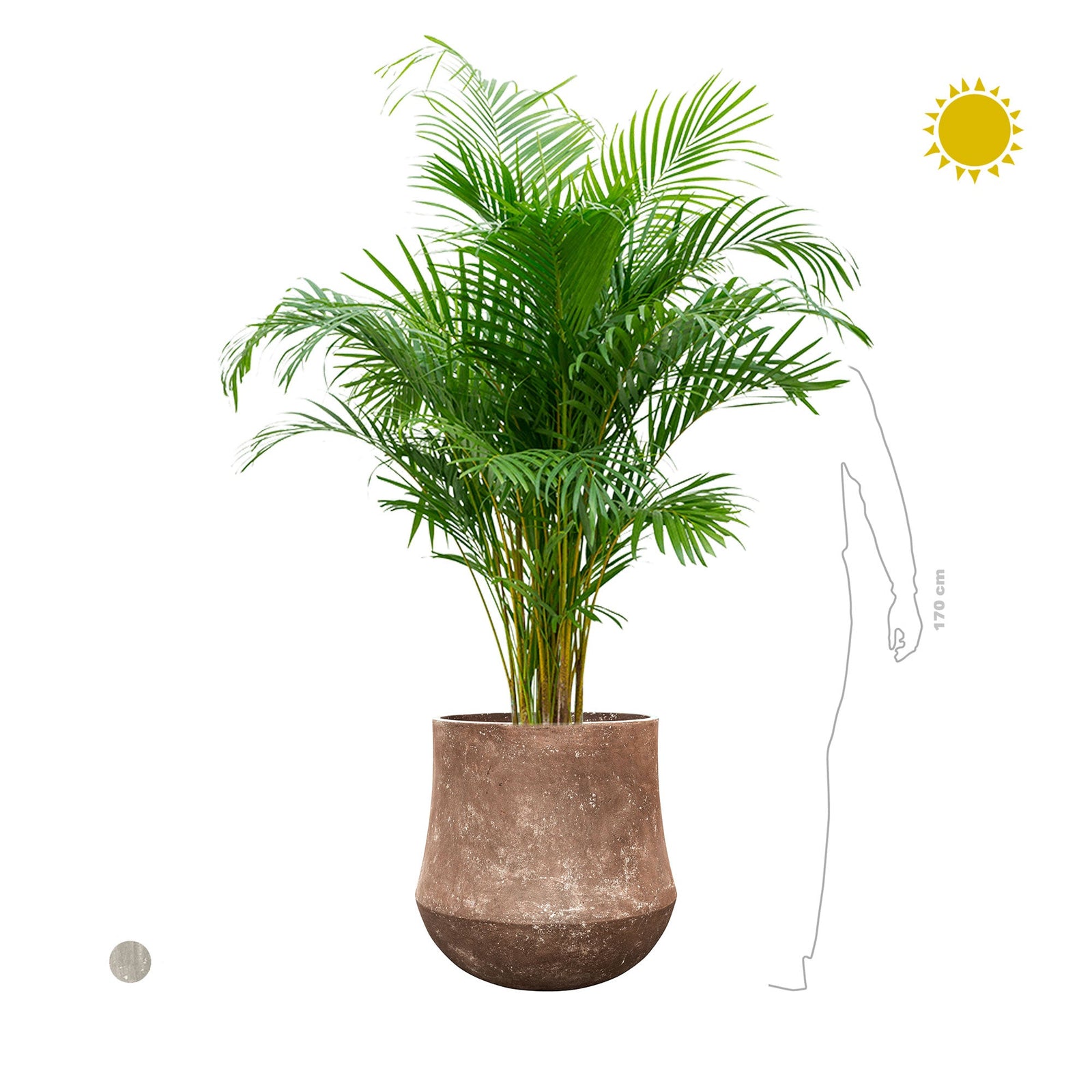 Areca Polystone60 PLANTES ET POTS DE BUREAUX 