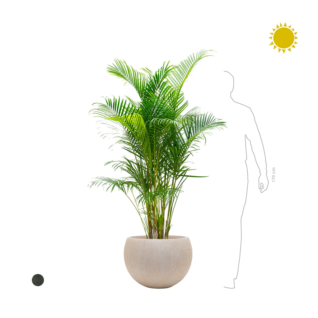 Areca Raindrop Globe PLANTES ET POTS DE BUREAUX 