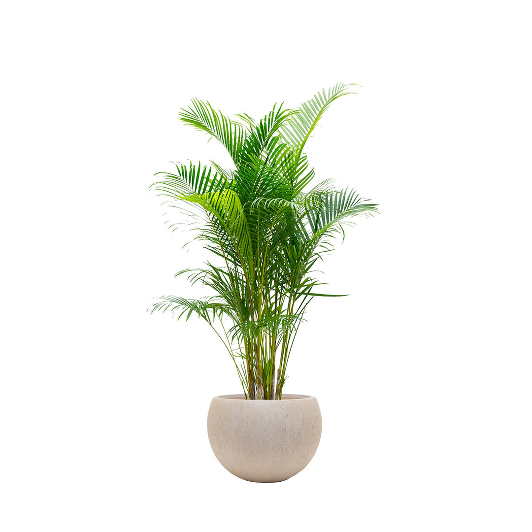 Areca Raindrop Globe PLANTES ET POTS DE BUREAUX Location/Entretien (HT/mois) Gris 