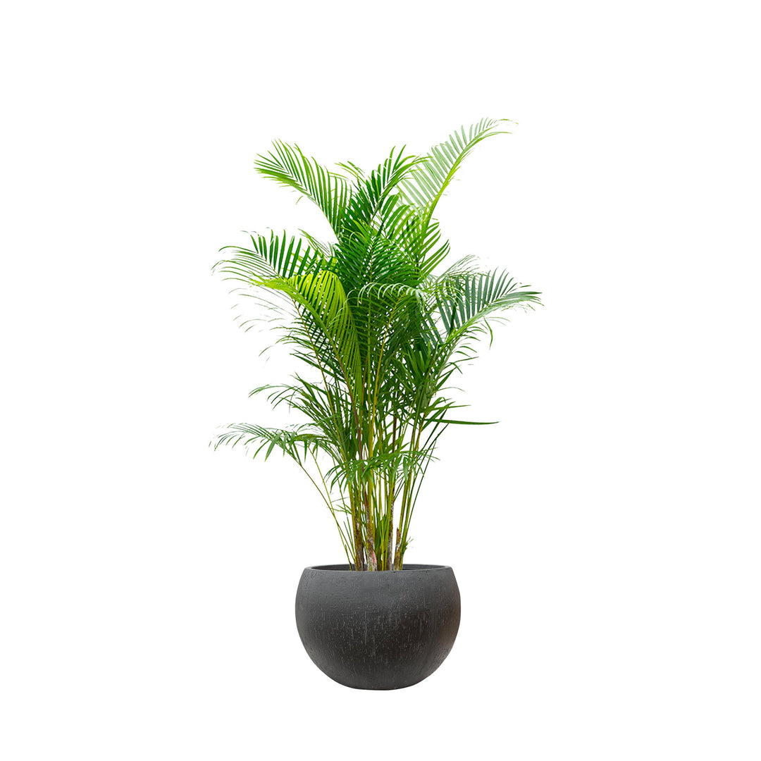 Areca Raindrop Globe PLANTES ET POTS DE BUREAUX Location/Entretien (HT/mois) Noir 