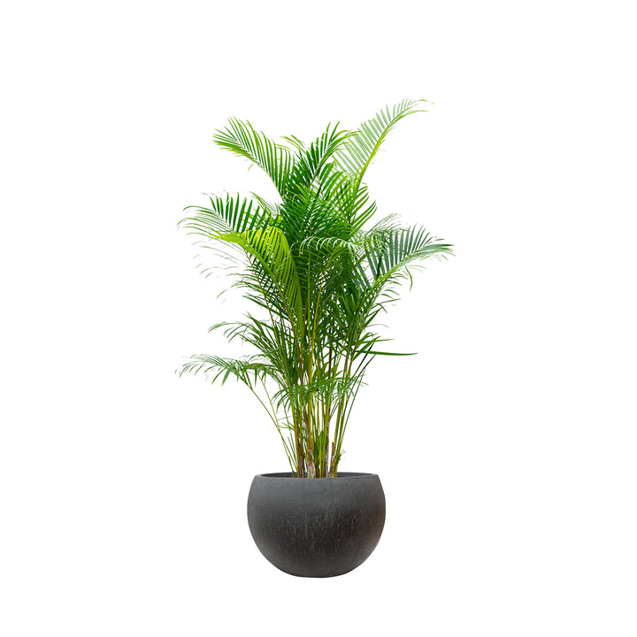 Areca Raindrop Globe PLANTES ET POTS DE BUREAUX Location/Entretien (HT/mois) Noir 