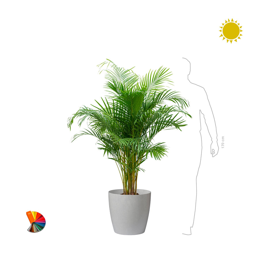 Areca Regular43 PLANTES ET POTS DE BUREAUX 