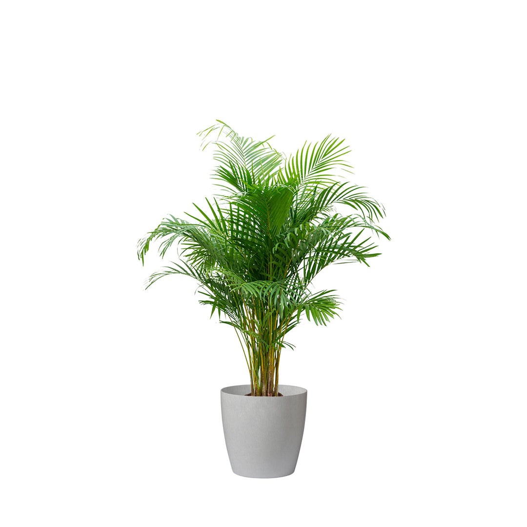 Areca Regular43 PLANTES ET POTS DE BUREAUX Location/Entretien (HT/mois) Sur mesure 