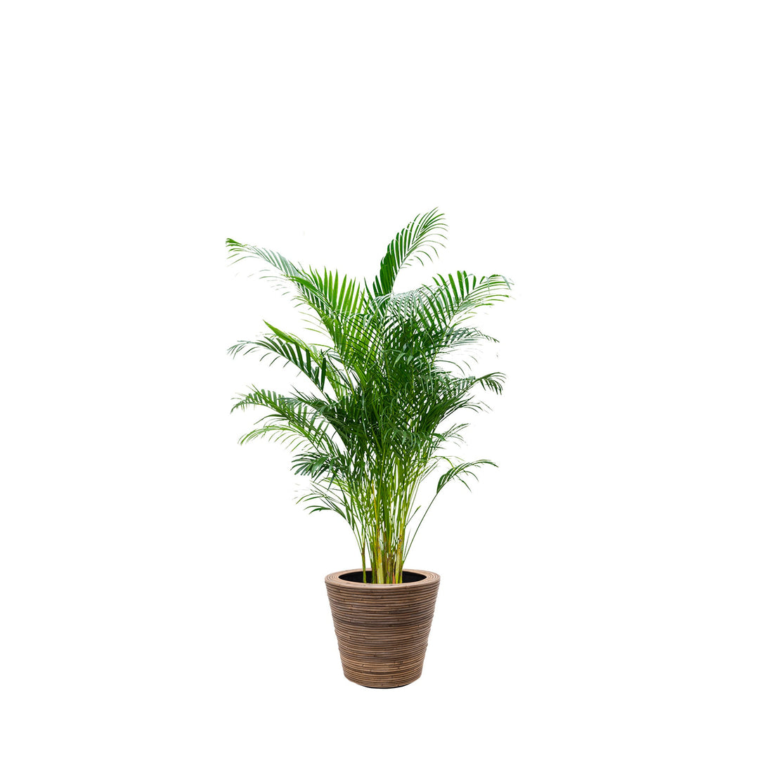 Areca Stripe33 PLANTES ET POTS DE BUREAUX Location/Entretien (HT/mois) Naturel 