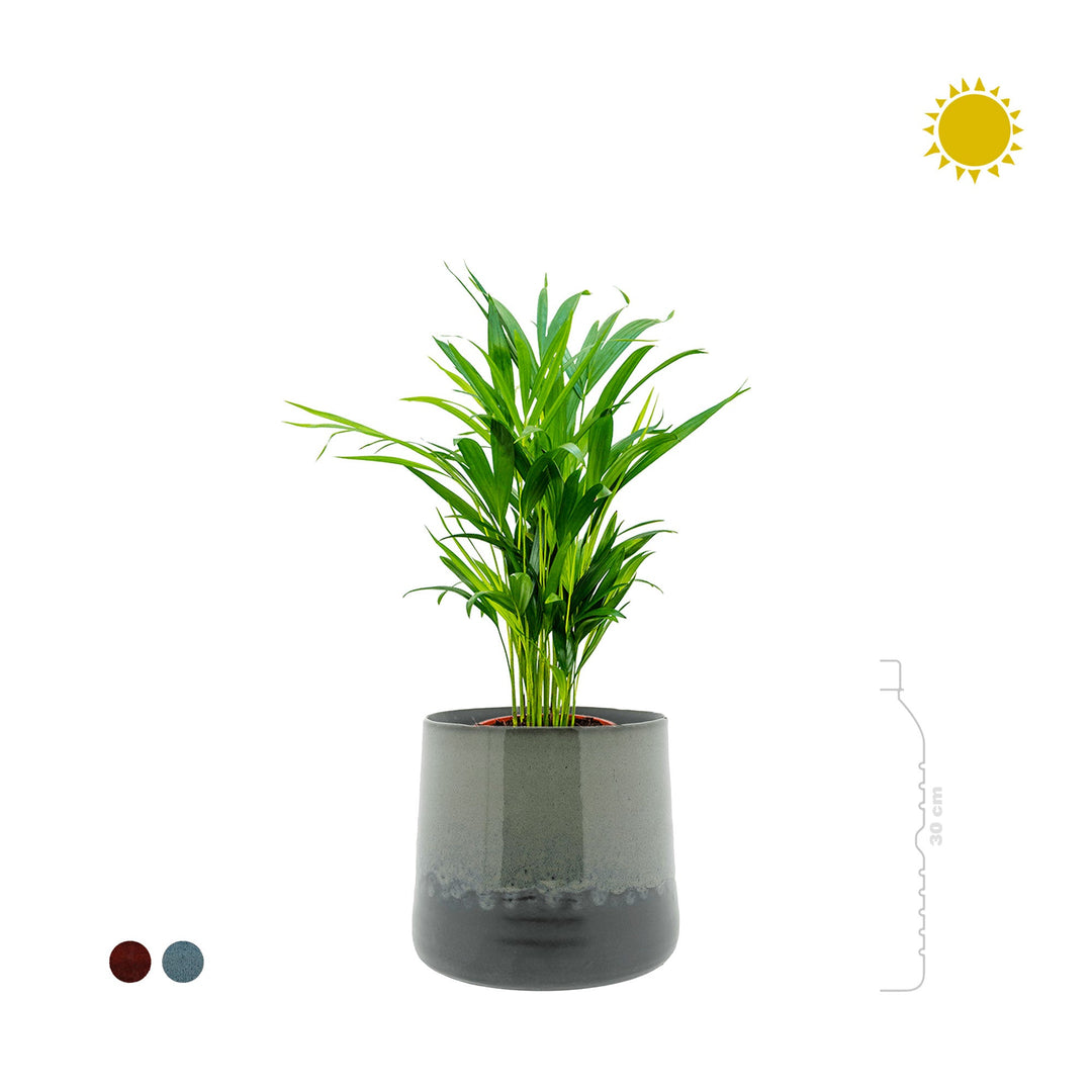 Areca Tibbs PLANTES ET POTS DE BUREAUX 