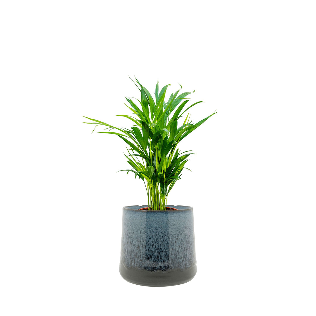 Areca Tibbs PLANTES ET POTS DE BUREAUX Location/Entretien (HT/mois) Bleu 