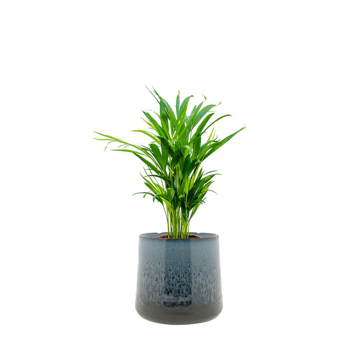 Areca Tibbs PLANTES ET POTS DE BUREAUX Location/Entretien (HT/mois) Bleu 