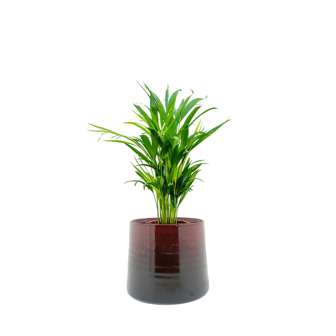 Areca Tibbs PLANTES ET POTS DE BUREAUX Location/Entretien (HT/mois) Rouge 