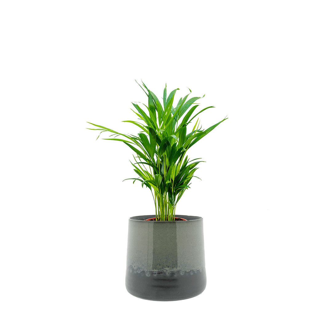 Areca Tibbs PLANTES ET POTS DE BUREAUX Location/Entretien (HT/mois) Vert 