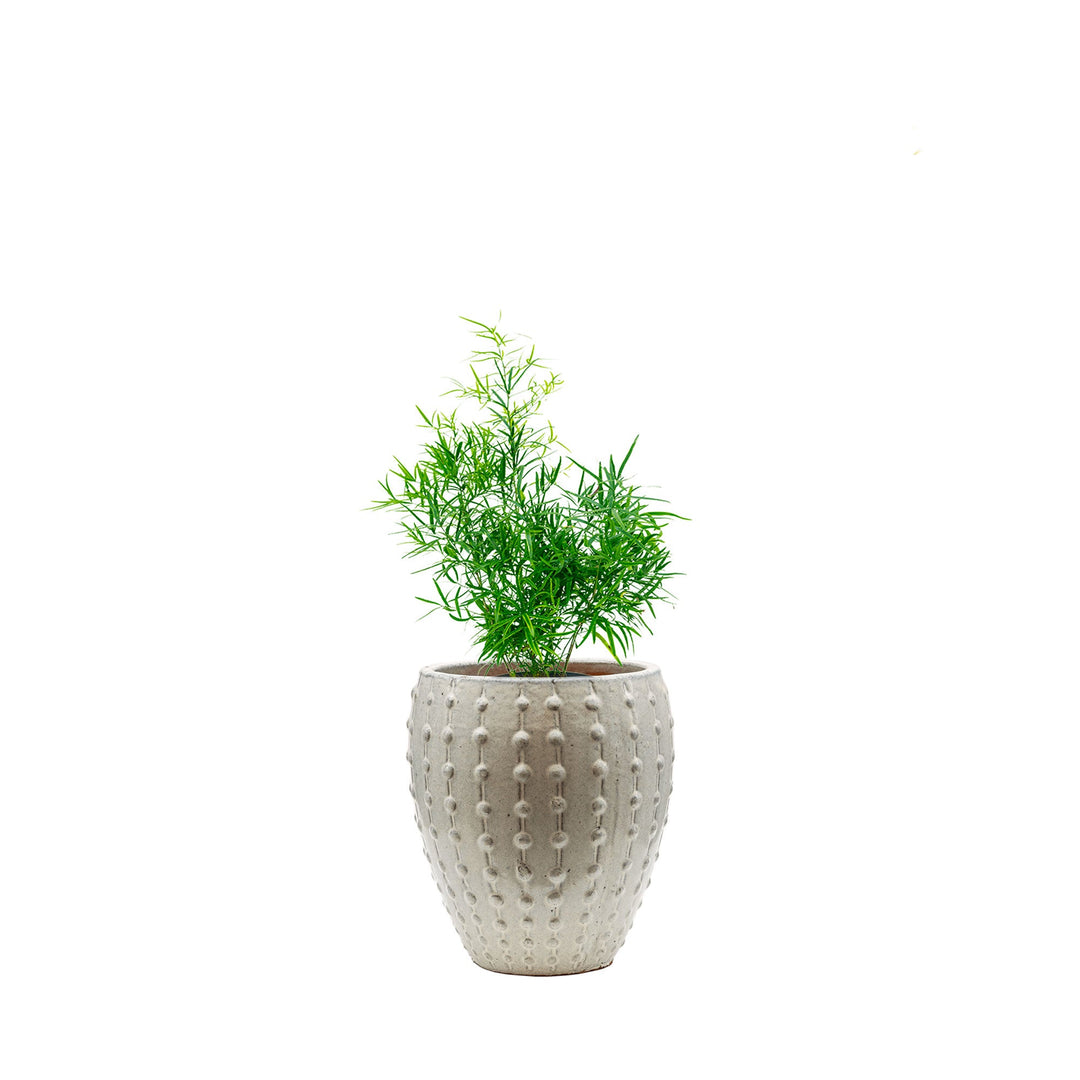 Asparagus Laos25 PLANTES ET POTS DE BUREAUX Location/Entretien (HT/mois) Blanc 
