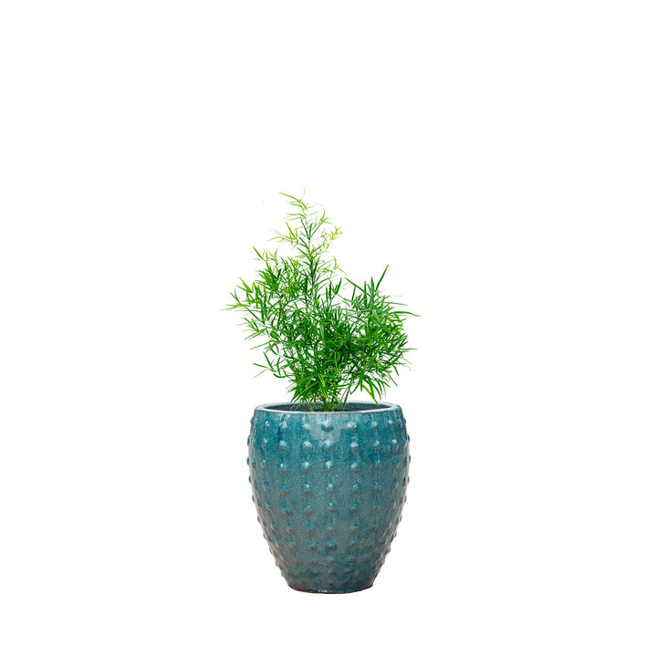 Asparagus Laos25 PLANTES ET POTS DE BUREAUX Location/Entretien (HT/mois) Bleu 