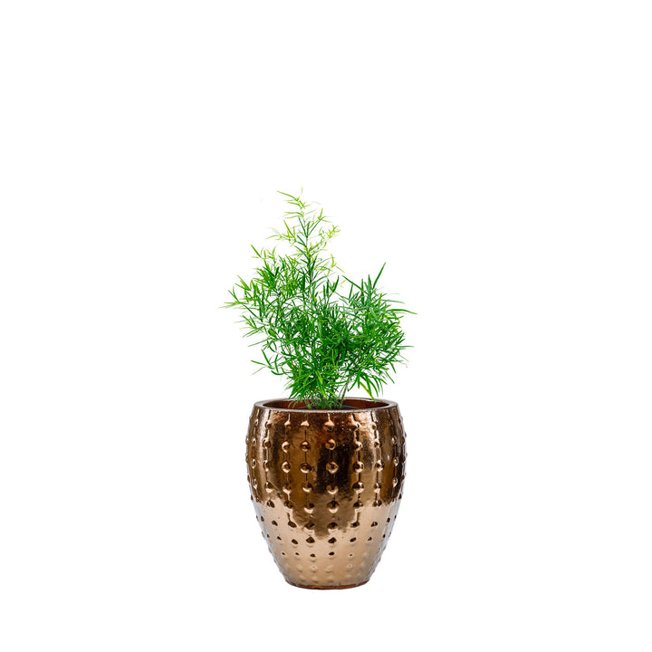 Asparagus Laos25 PLANTES ET POTS DE BUREAUX Location/Entretien (HT/mois) Or 