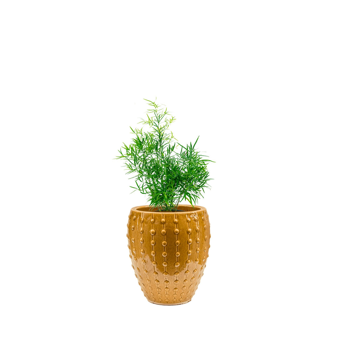 Asparagus Laos25 PLANTES ET POTS DE BUREAUX Location/Entretien (HT/mois) Orange 