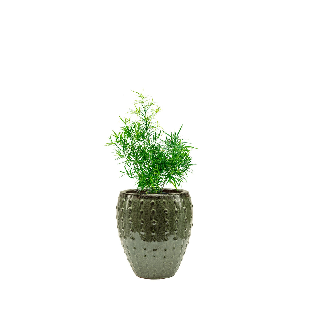 Asparagus Laos25 PLANTES ET POTS DE BUREAUX Location/Entretien (HT/mois) Vert 