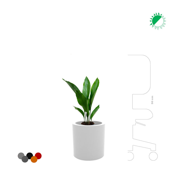 Aspidistra Cilindro30 PLANTES ET POTS DE BUREAUX 