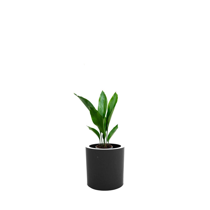 Aspidistra Cilindro30 PLANTES ET POTS DE BUREAUX Location/Entretien (HT/mois) Anthracite 