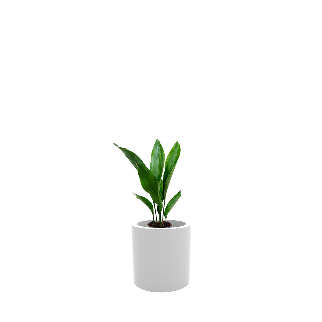 Aspidistra Cilindro30 PLANTES ET POTS DE BUREAUX Location/Entretien (HT/mois) Blanc 