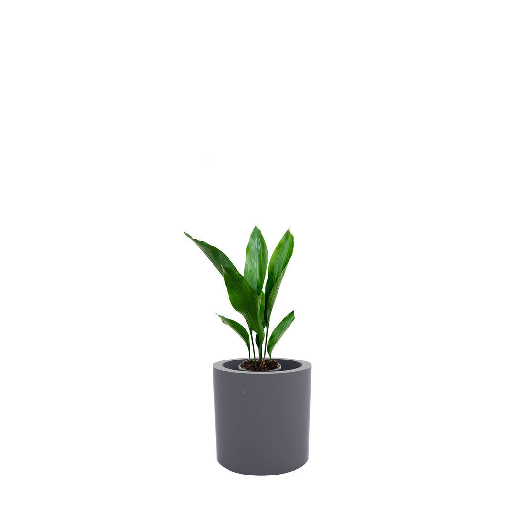 Aspidistra Cilindro30 PLANTES ET POTS DE BUREAUX Location/Entretien (HT/mois) Gris 