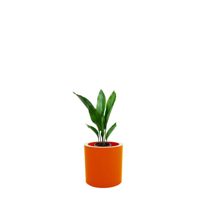 Aspidistra Cilindro30 PLANTES ET POTS DE BUREAUX Location/Entretien (HT/mois) Orange 