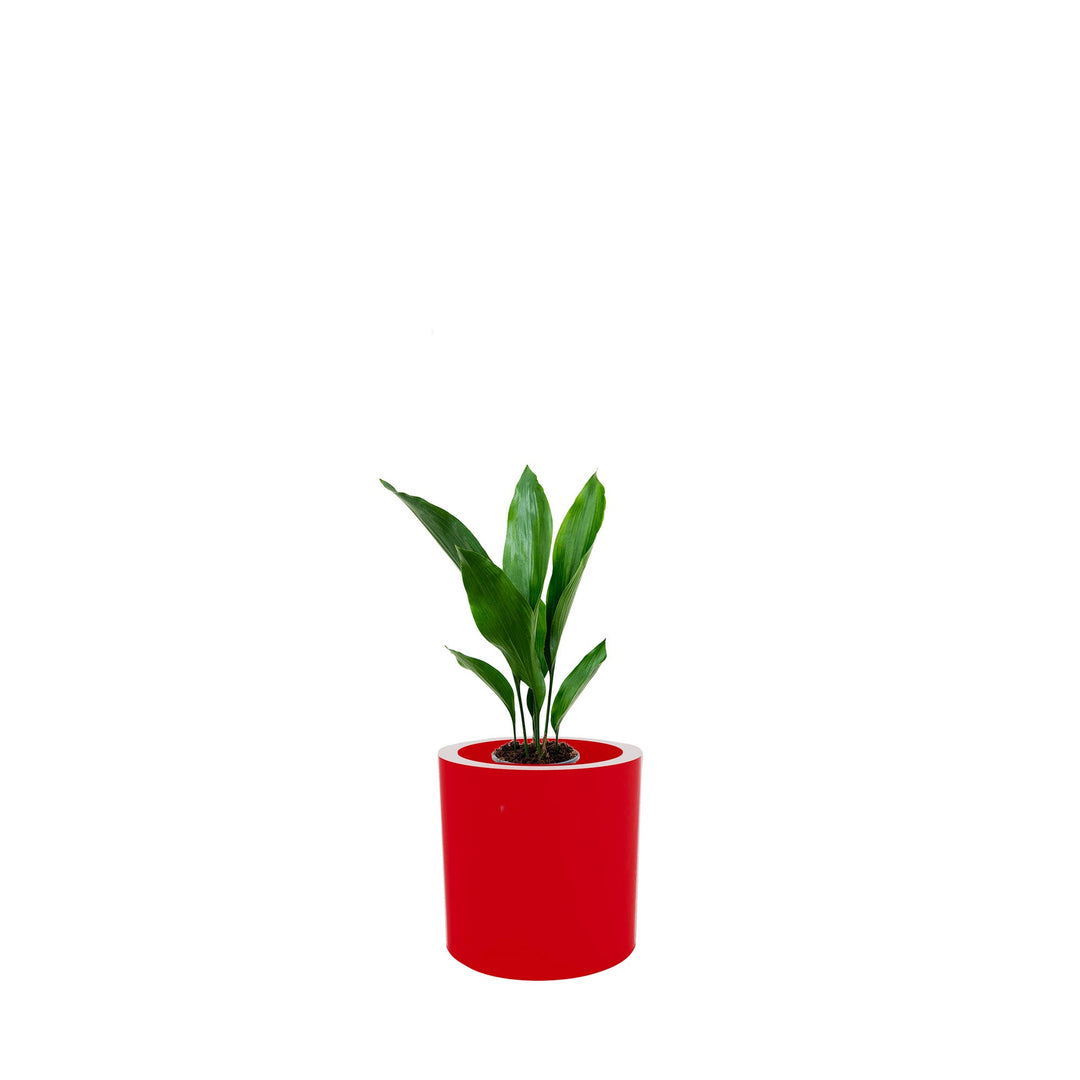 Aspidistra Cilindro30 PLANTES ET POTS DE BUREAUX Location/Entretien (HT/mois) Rouge 