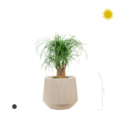 Beaucarnea Raindrop Darcy PLANTES ET POTS DE BUREAUX 