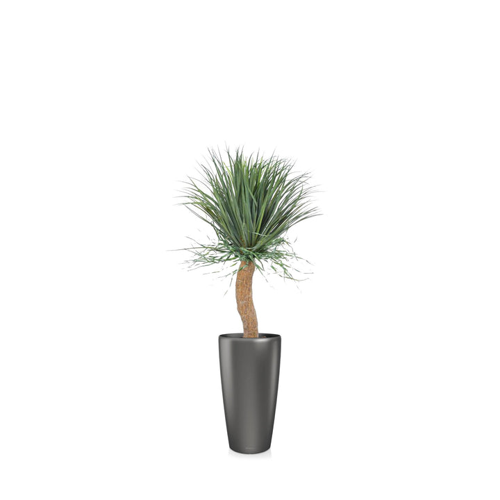 Beaucarnea Rondo56 PLANTES ARTIFICIELLES Achat (HT) Anthracite 