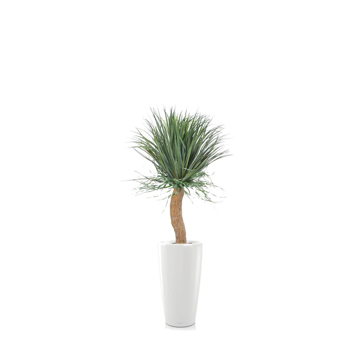 Beaucarnea Rondo56 PLANTES ARTIFICIELLES Achat (HT) Blanc 