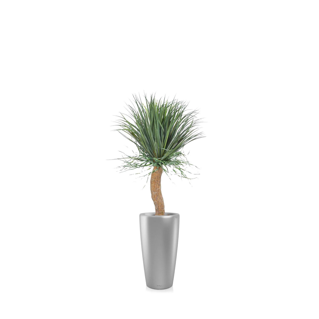 Beaucarnea Rondo56 PLANTES ARTIFICIELLES Achat (HT) Gris 