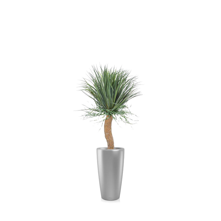 Beaucarnea Rondo56 PLANTES ARTIFICIELLES Achat (HT) Gris 