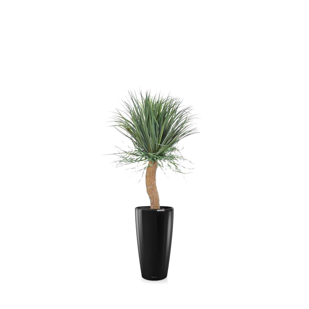 Beaucarnea Rondo56 PLANTES ARTIFICIELLES Achat (HT) Noir 