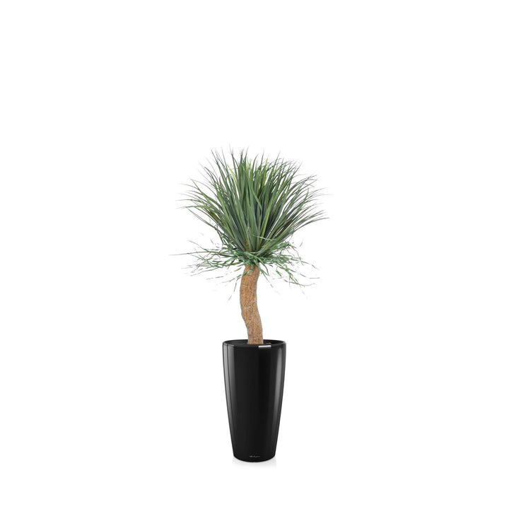 Beaucarnea Rondo56 PLANTES ARTIFICIELLES Achat (HT) Noir 