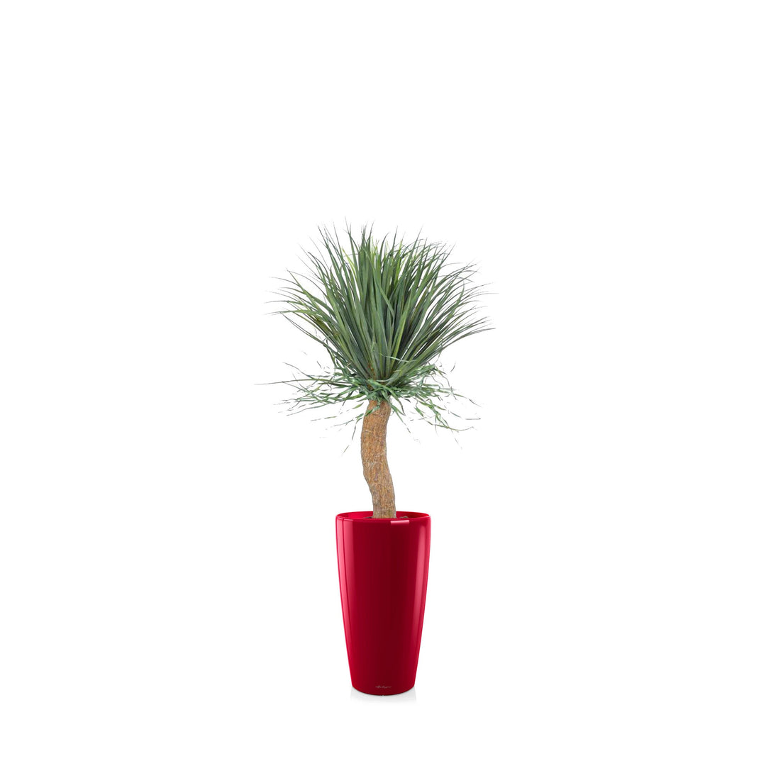 Beaucarnea Rondo56 PLANTES ARTIFICIELLES Achat (HT) Rouge 